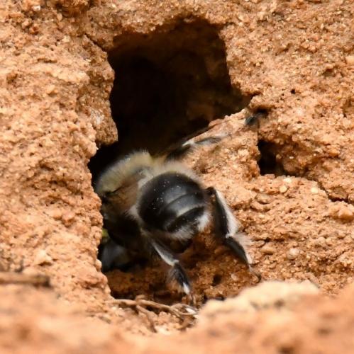 Anthophora dispar